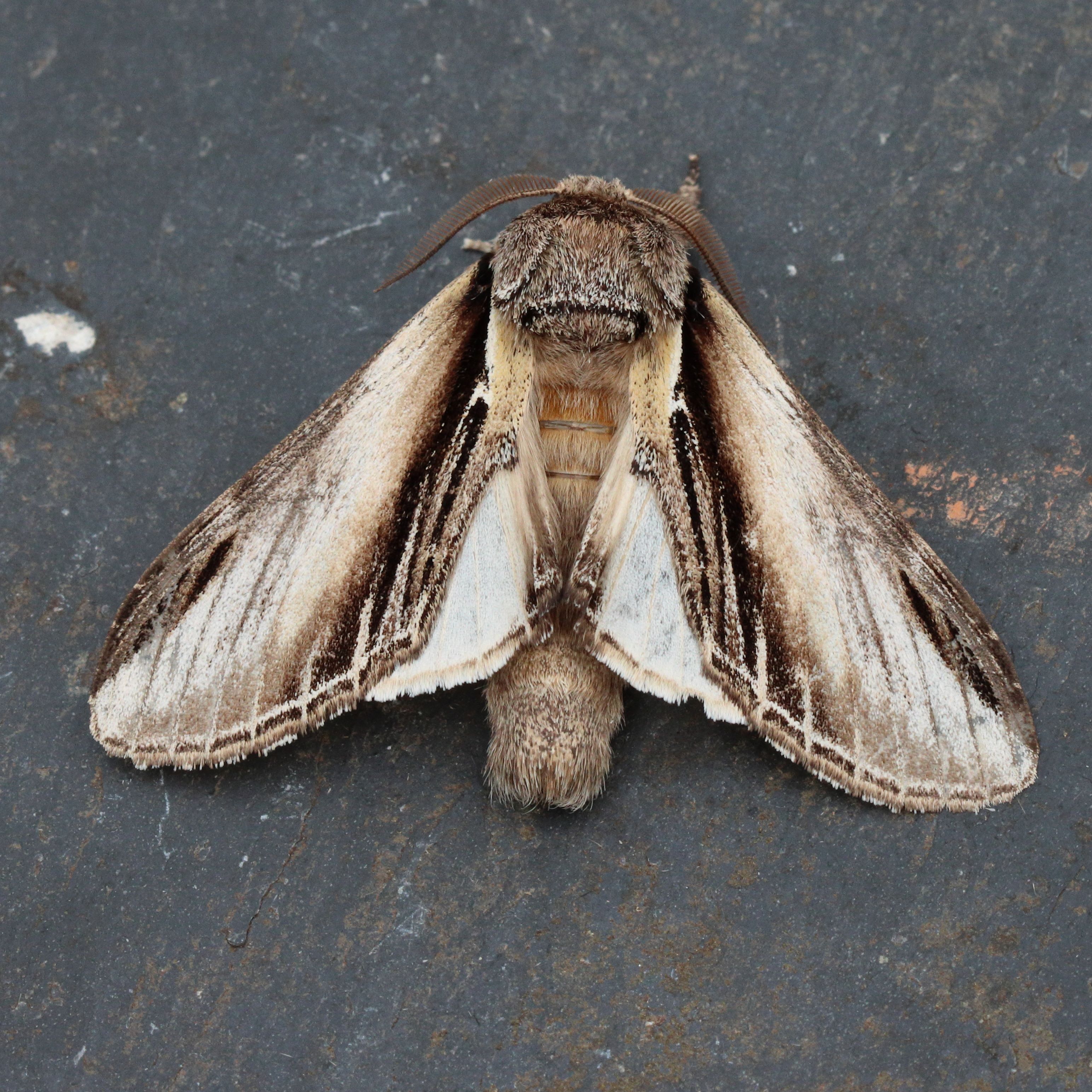 Photo of Swallow Prominent (Pheosia tremula)